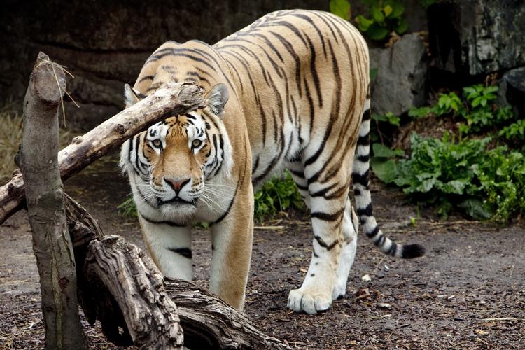 Dræber. De ansatte i Zoologisk Have i København fandt i morges en 20-årig mand dræbt i løveburet. 