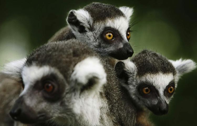Truede. Forskere har fundet ud af, at lemuren er i fare for at uddø. 