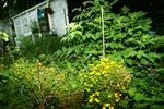 Vækstsæson. Mange haveejere holder ferie i havens mest frodige periode, hvor både blomster, afgrøder og ukrudt har de bedste vækstbetingelser. 