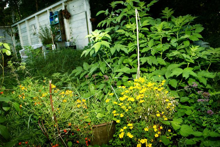 Vækstsæson. Mange haveejere holder ferie i havens mest frodige periode, hvor både blomster, afgrøder og ukrudt har de bedste vækstbetingelser. 
