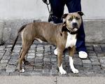Kritik. Borgerne er blevet trygge på et falsk grundlag, og hundredevis af uskyldige hunde er blevet aflivet, siger dyrelægen Lotte Brink om forbuddet mod kamphunde. 