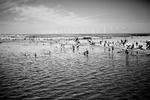 Billedhjul fra Amager Strandpark