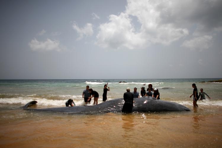 Strandet. I starten af juni strandede en kaskelothval på en strand i Puerto Rico. Det lykkedes ikke at redde hvalen. 
