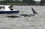 Indonesia Beached Whale