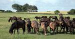 Vrinsk. De vilde Exmoor-ponyer ved Dovns Klint på sydspidsen af Langeland går ude hele året. 