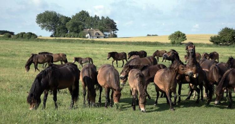 Vrinsk. De vilde Exmoor-ponyer ved Dovns Klint på sydspidsen af Langeland går ude hele året. 