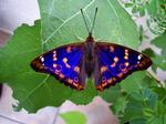 sommerfugl_31-07-2012_0IEO4TS.jpg