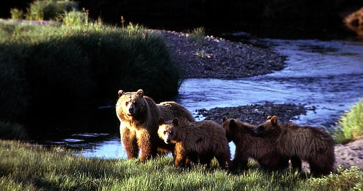 NATUR. En grizzlybjørn med tre unger er et af de syn du kan være heldig at opleve i Wyomings Yellowstone National Park. 