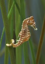 Tiny Seahorse