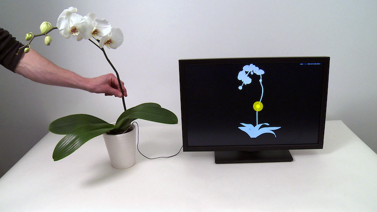 Plantemus. Ved at sætte en elektrode i potten kan forskere ved Disney nu måle, hvor man berører planten - som her en orkidé. Dermed kan den styre en computer, og bruges som f.eks. musikinstrument. 