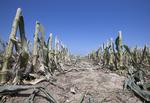 Ødelagt. Rækker af majsplanter skåret ned, efter at de visnede i tørken syd for Blair, Nebraska. 
