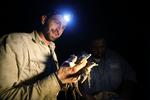 Atomdiller. Biologen Mario Aldecoa med en håndfuld nyudklækkede krokodilleunger fundet mandag ved Turkey Point-atomkraftværket nær Homestead, Florida. 