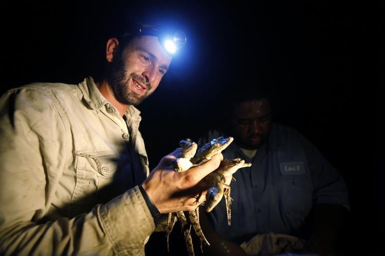 Atomdiller. Biologen Mario Aldecoa med en håndfuld nyudklækkede krokodilleunger fundet mandag ved Turkey Point-atomkraftværket nær Homestead, Florida. 
