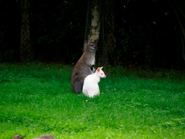 albinoguru. Dyrepasserne er endnu ikke klar over hvilket køn, den lille kænguru har. 