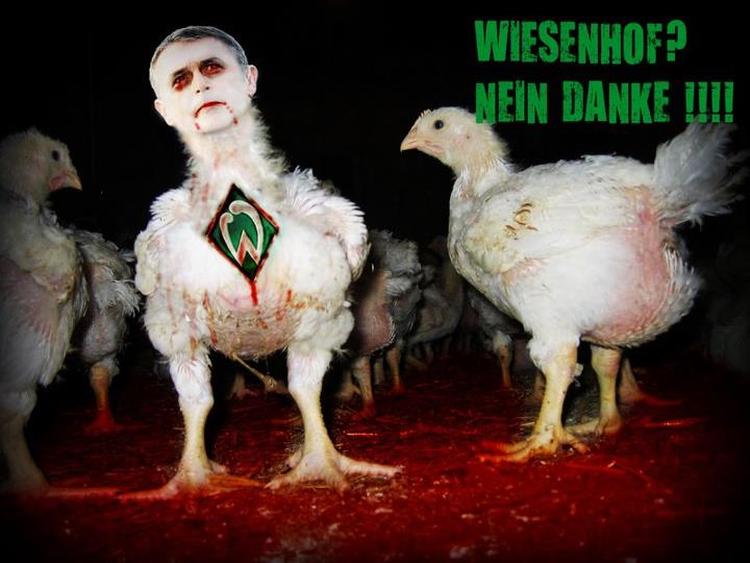protest. Fans har lagt et konstrueret billede ud af ilde tilredte kyllinger med et blodplettet Werder Bremen-logo på brystet. Fotomanipulation fra facebook-siden 'Keiner will Tierquäler (Wiesenhof). 