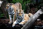 DØDSFALD. Der kommer aldrig svar på, hvorfor en 20-årig mand gik ind i tigerburet i Københavns Zoo. 