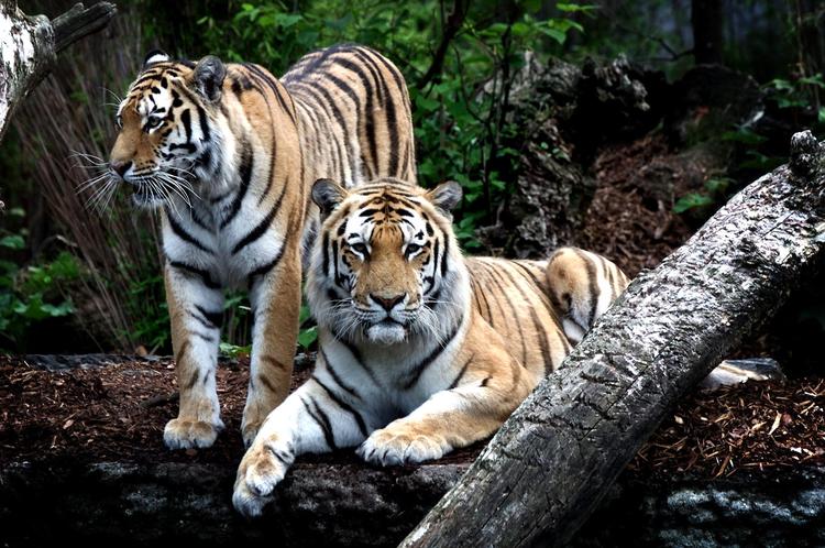 DØDSFALD. Der kommer aldrig svar på, hvorfor en 20-årig mand gik ind i tigerburet i Københavns Zoo. 