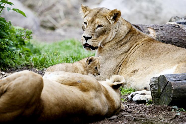 DYR. I Københavns Zoologiske Have trives løverne - men i Afrika er de dagligt udsatte. Eksperter frygter, at jagten på løverne vil stige. Arkivfoto. 
