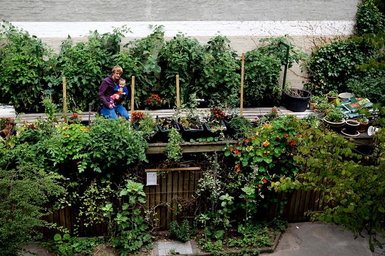 Botanisk have. I baggården på Nørrebro, som kan besøges under  Copenhagen Cooking, kravler tallerkensmækkere ned ad skuret, sommerfugle og solsorte er stamgæster, og man slår nemt panden mod en klase tomater, hvis man er uopmærksom, når man går  igennem døren til skraldecontaineren med sin affaldspose. 