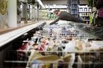 DYRT. Danskerne betaler så meget for varerne i supermarkedet, hos tandlægen og telefonselskabet, at det er svært at bede dem holde igen med lønkravene, lyder det fra topchefer. 
