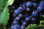 Spis_druer_pinot_noir_26-08-2012_ONETB2U.jpg