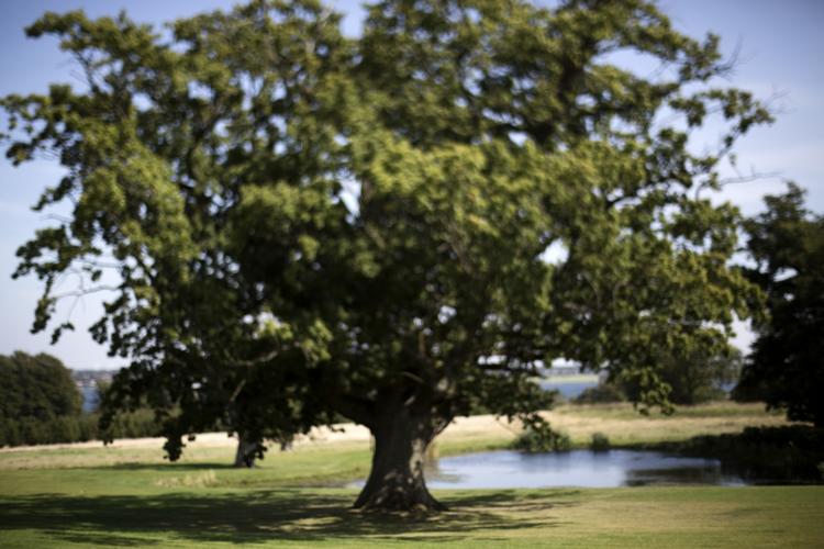Svært. Det er ikke nemt at flytte rundt på træer og buske, hvis man ønsker at plante gammelt i sin nye have. Arkivfoto: Lars Just 