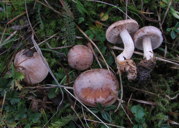Svamp. 'Den gråduggede tåreblad' er fundet i Vestsjælland og er en helt ny svampeart. 