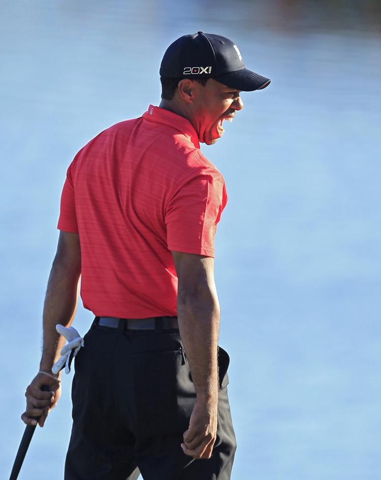 tiger-brøl. Efter sexskandale og skilsmisse er Tiger Woods kommet tilbage som en af golftourens mest vindende spillere. 