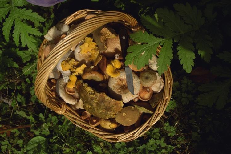 Svampejagt. Hav fornuften med på svampejagt - og spis kun svampe, du kender 100 procent. 