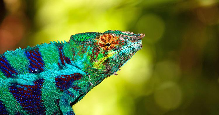 FARVERIG. Videnskaben regner Madagaskar som et slags ottende kontinent, fordi den har et dyreliv, som ikke findes noget andet sted på jorden. 