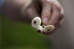 Spiselig? Man skal være sikker i sin sag, før man indtager selvplukkede svampe fra skoven, hvis man vil undgå forgiftninger. Her er det en stinkende parasolhat, der anses som svagt giftig. 