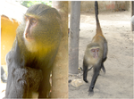 FUND. Af forskerne har aben fået det knap så mundrette navn: Cercopithecus lomamiensis. Til venstre ses her en voksen hanabe, mens den til højre er en yngre hun-abe. 