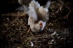 Krise. Tidligere har danskerne sendt smør til vores norske broderfolk. Hvad med at sende fjerkræ af sted? 