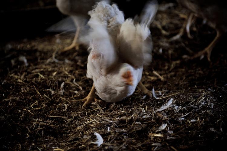Krise. Tidligere har danskerne sendt smør til vores norske broderfolk. Hvad med at sende fjerkræ af sted? 