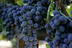 Italien sidder tungt på vinene i denne uges vintest. 