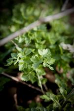 Næring. Et skud fra en grøntsag indeholder flere vitaminer end som fuldvoksen grøntsag. 
