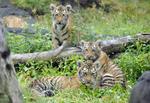 USA. The Bronx Zoo har i alt 10 tigre fra Asien, men den 11-årige Bashuta var den eneste, som var i indhegningen, da en amerikaner hoppede ind til den. 