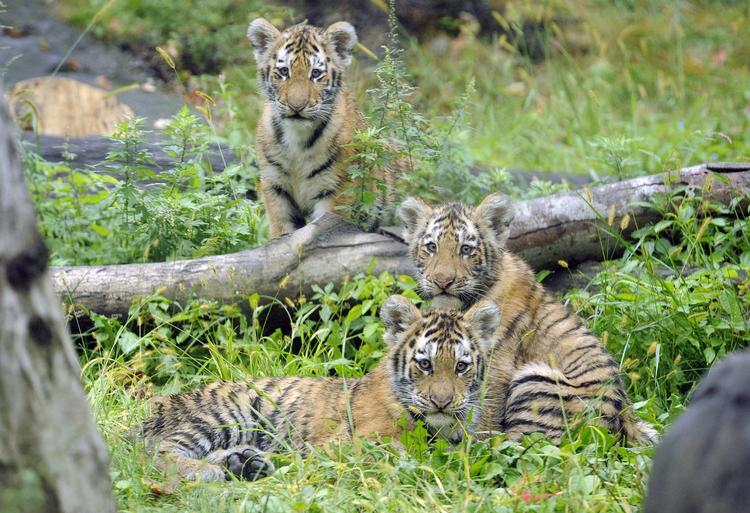 USA. The Bronx Zoo har i alt 10 tigre fra Asien, men den 11-årige Bashuta var den eneste, som var i indhegningen, da en amerikaner hoppede ind til den. 