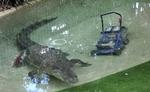 KROKODILLE. Vi har desværre ikke et foto af den undslupne krokodille i det australske fly. Så her er i stedet et billede af 'Elvis' fra en reptilpark i Gosford. Den angreb en medarbejder, der var ved at slå græsset, og stak af med mandens plæneklipper. 