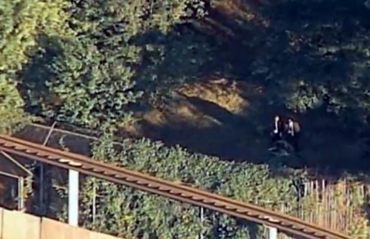 Tiger. En mand hoppede fredag fra en såkaldt monorail ned i tigernes indhegning. 