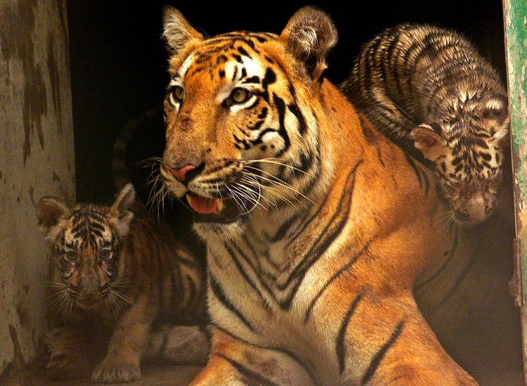 MEDICININGREDIENSER. Kinesisk naturmedicin består blandt andet af dyredele, hvilket er med til at øge jagten på i forvejen truede dyrearter som denne bengalske tiger. Nu er et eksemplar blevet skudt i en zoologisk have. 