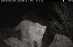 fanget. Det er WWF, Verdensnaturfonden, der har gjort den sørlige status over den indiske leopard. Tidligere i år kom WWF med et billede af denne sneleopard, som var 'fanget' af et infrarødt kamera i den nordlige del af landet. 
