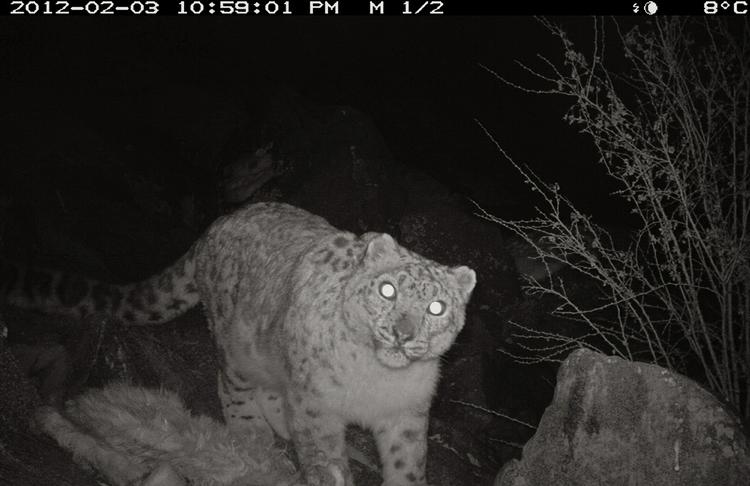 fanget. Det er WWF, Verdensnaturfonden, der har gjort den sørlige status over den indiske leopard. Tidligere i år kom WWF med et billede af denne sneleopard, som var 'fanget' af et infrarødt kamera i den nordlige del af landet. 