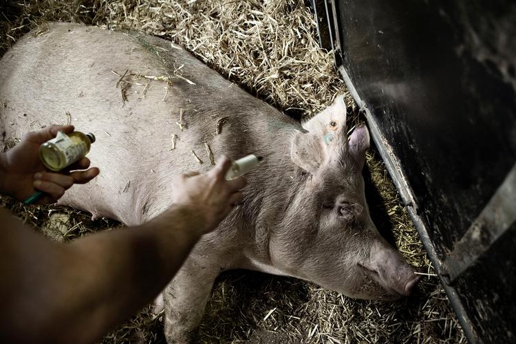 optur. Efter et fald i brugen af antibiotika i 2010 er landmændene igen begyndt at bruge mere af medicinen. 