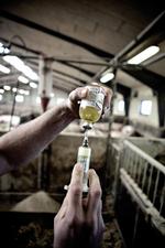 Nyt søgelys på antibiotika til svin 