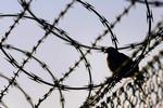 Guantanamo. 100 af fængslets 166 fanger nægter at indtage føde som protest mod fængslingen. 21 af dem har tabt sig så meget, at de tvangsfodres med sonder gennem næsen. 
