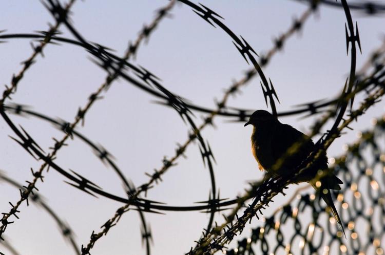 Guantanamo. 100 af fængslets 166 fanger nægter at indtage føde som protest mod fængslingen. 21 af dem har tabt sig så meget, at de tvangsfodres med sonder gennem næsen. 