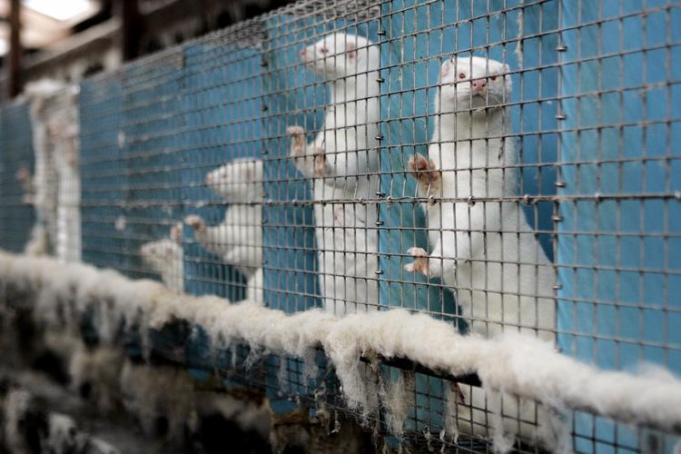 PELSAVL. Den danske minkbranche er en af verdens største og omsætter årligt i omegnen af 8 milliarder kroner. Men forholdene på farmene er udskældte af dyreaktivister, der flere gange har besøgt minkfarme for at filme burene. 