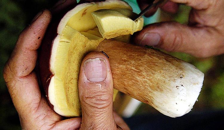 Svampetid. Svampe som karljohan og andre rørhatte har en dyb smag, som passer godt sammen med vine med power. Det kunne for eksempel være en hvid bourgogne, der indeholder tilstrækkelig med syre og har den rette kombination af kraft og friskhed. 