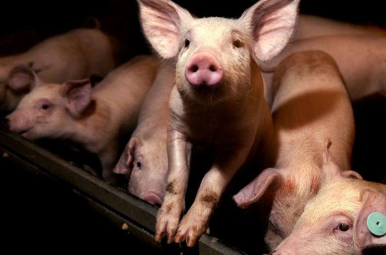 Dyrevelfærd. Overtrædelser af dyrevelfærdsreglerne er ofttere reglen end undtagelsen i danske grisestalde, viser ny rapport fra Fødevarestyrelsen (arkivfoto). 